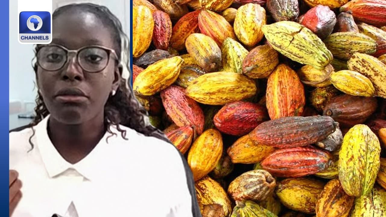 Can Nigeria Scale up Cocoa Production