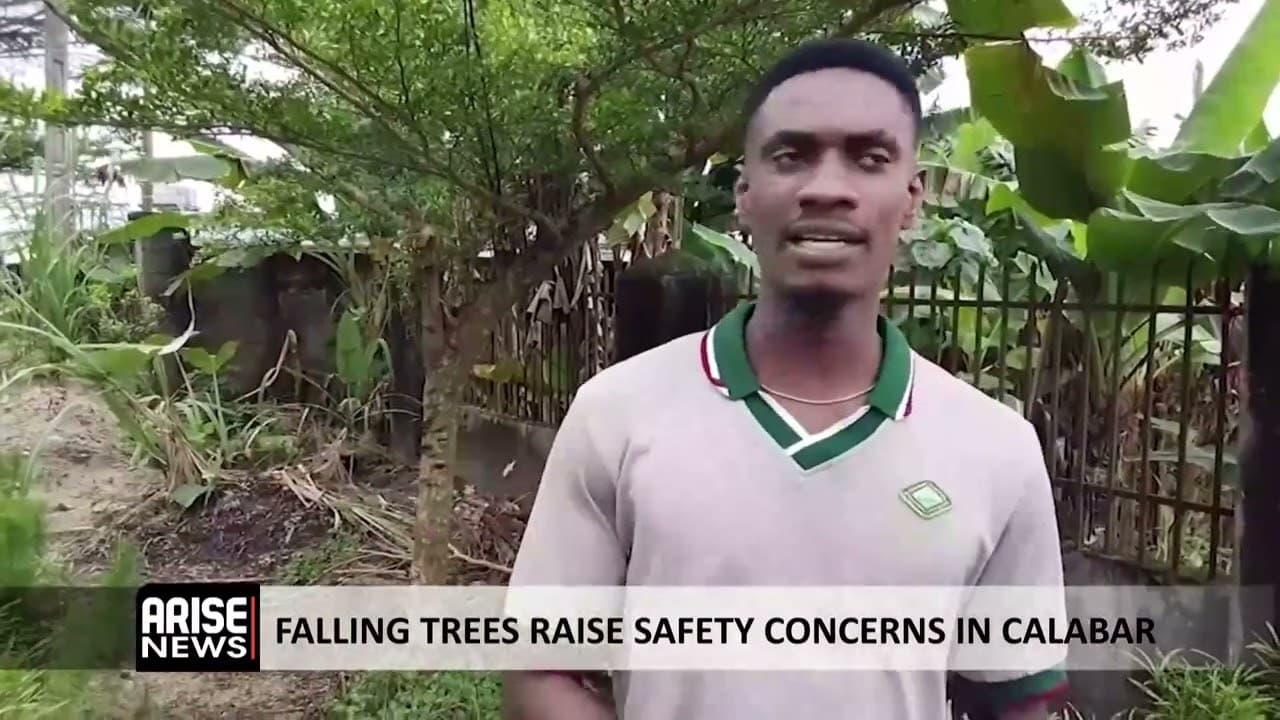 FALLING TREES RAISE SAFETY CONCERNS IN CALABAR