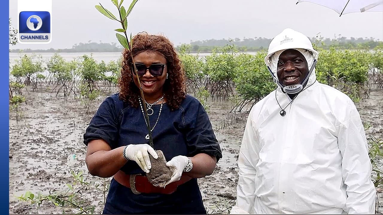 Stakeholders Commend HYPREP's Restoration Efforts In Ogoni