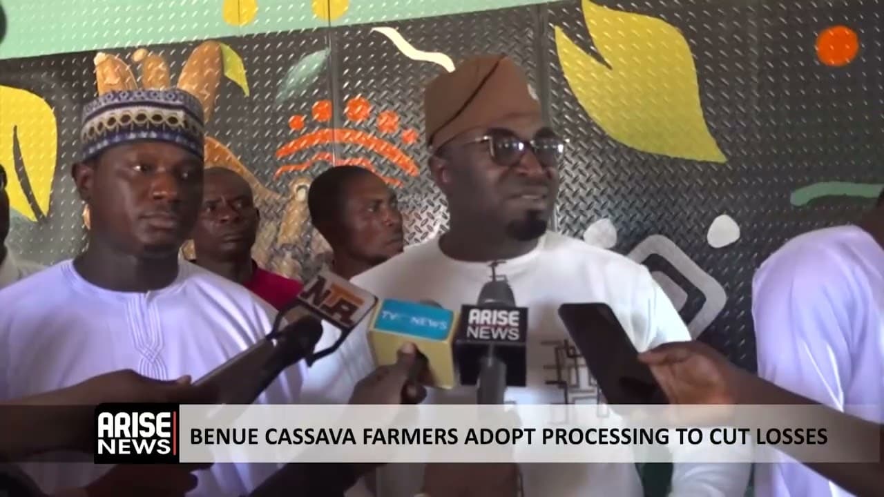 BENUE CASSAVA FARMERS ADOPT PROCESSING TO CUT LOSSES