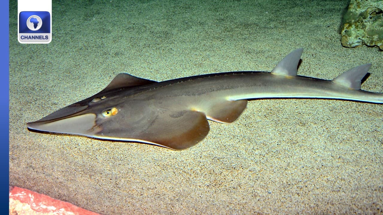 Ghana's Guitarfish Are Disappearing +More | EcoAfrica